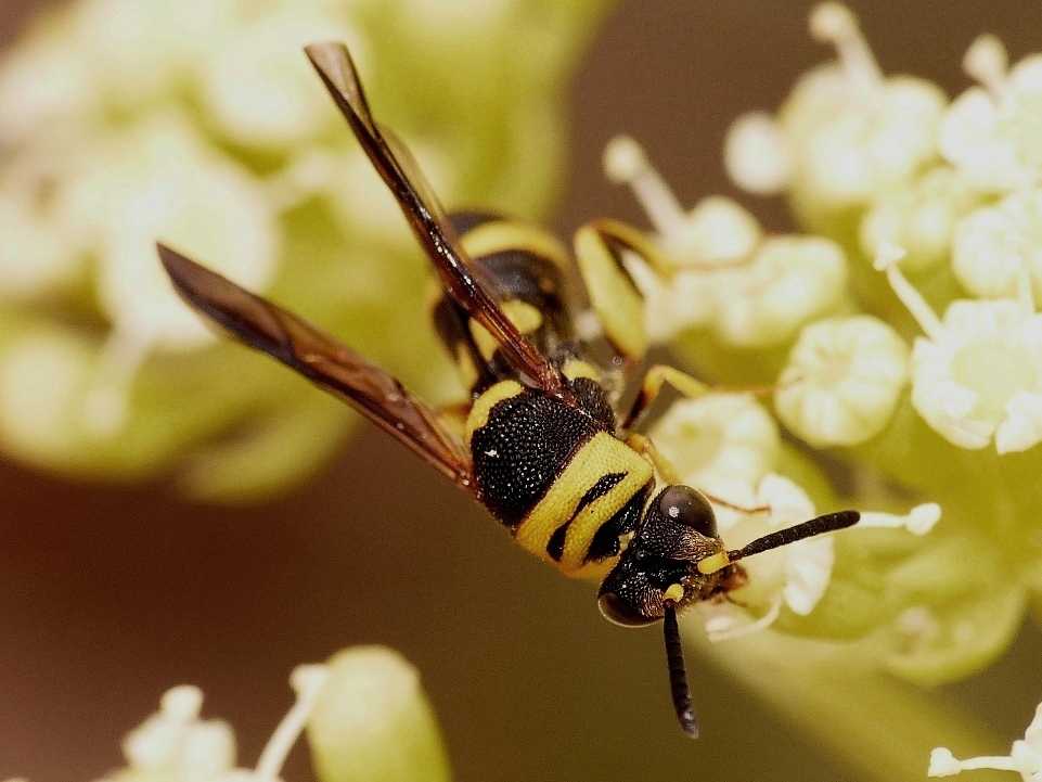 Piccoli Leucospidae